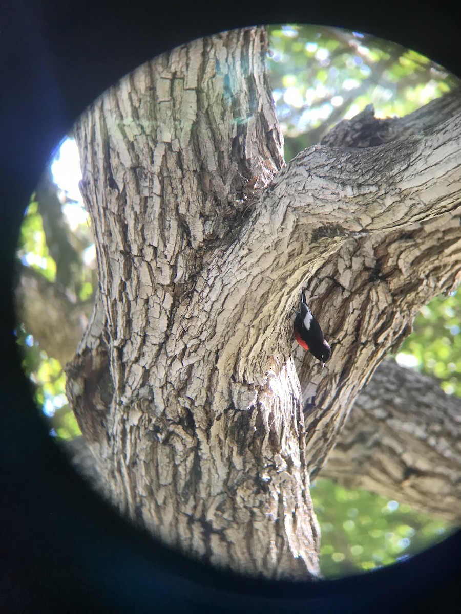 Painted Redstart - ML282540791