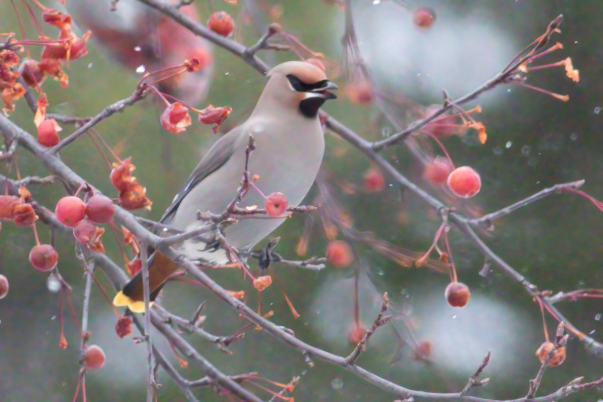 Bohemian Waxwing - Kevin Ash