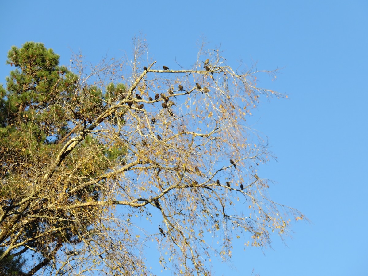 Red-winged Blackbird - ML282541211