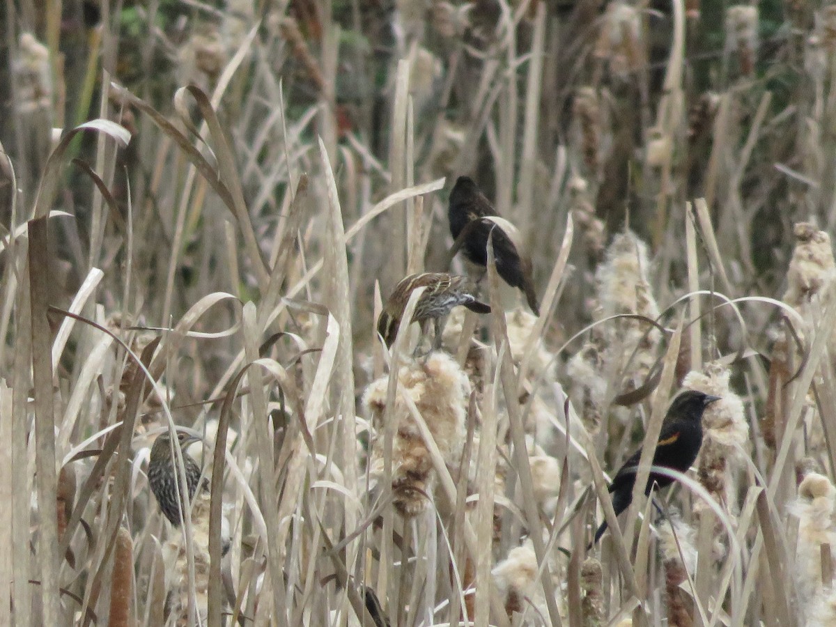 Red-winged Blackbird - ML282541481