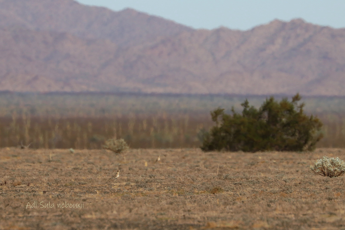 Mountain Plover - ML282542601