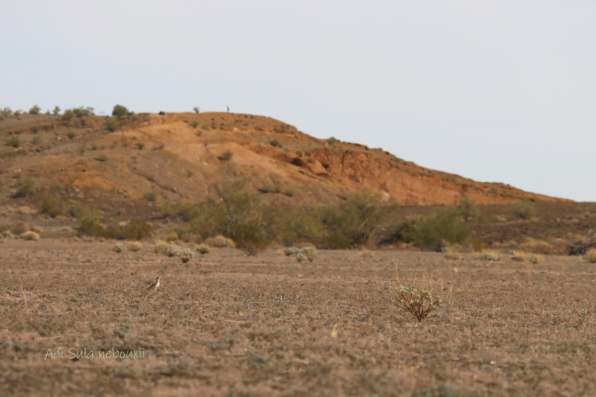 Mountain Plover - ML282542631