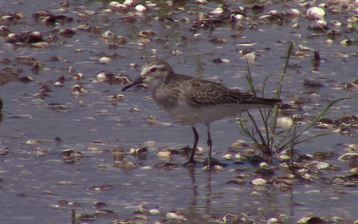 White-rumped Sandpiper - ML282543051