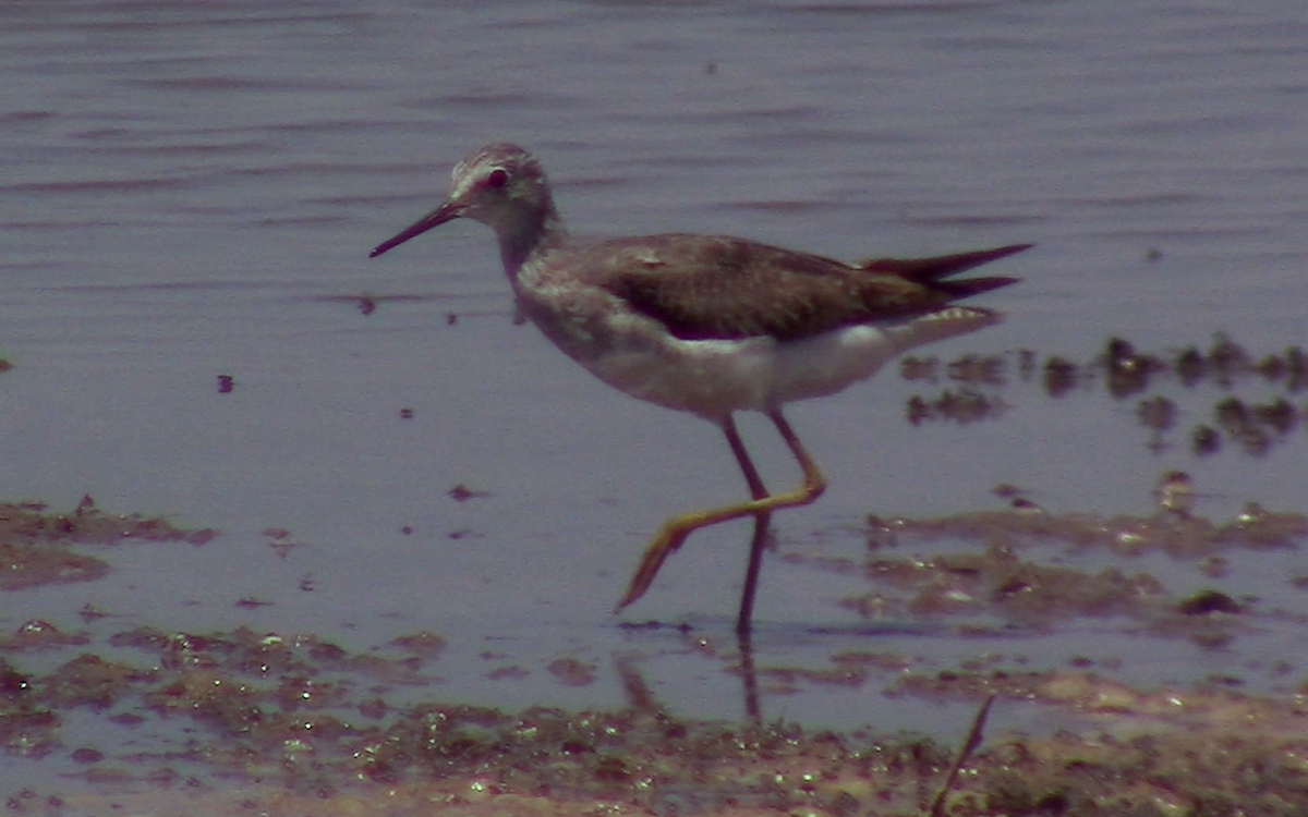 Lesser Yellowlegs - ML282543241