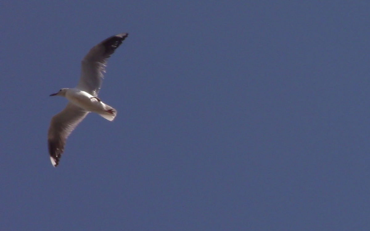 Gray-hooded Gull - ML282543371