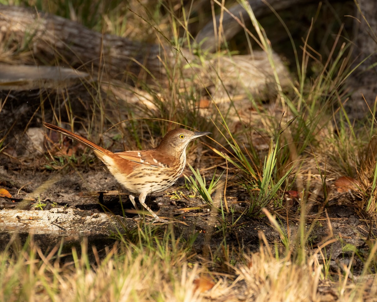 Рыжий пересмешник - ML282543761