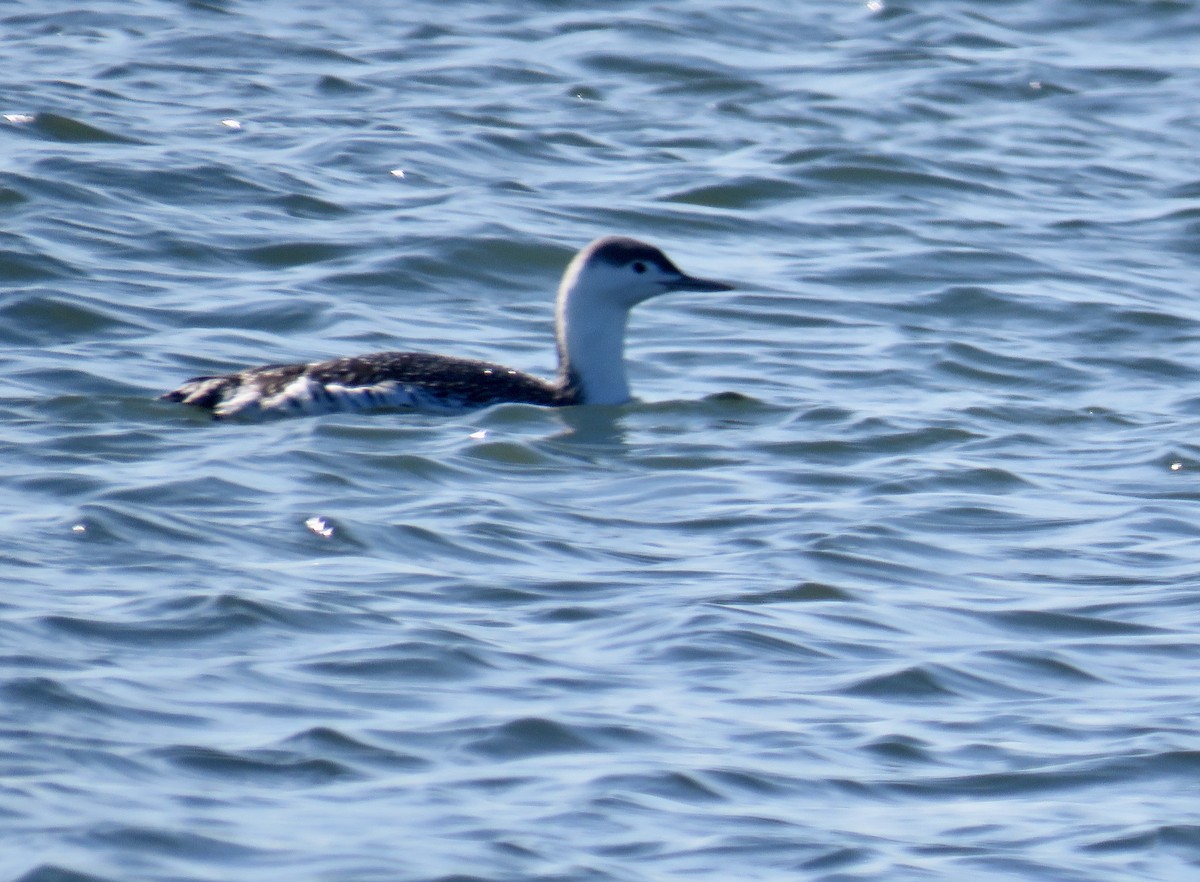Red-throated Loon - ML282543811