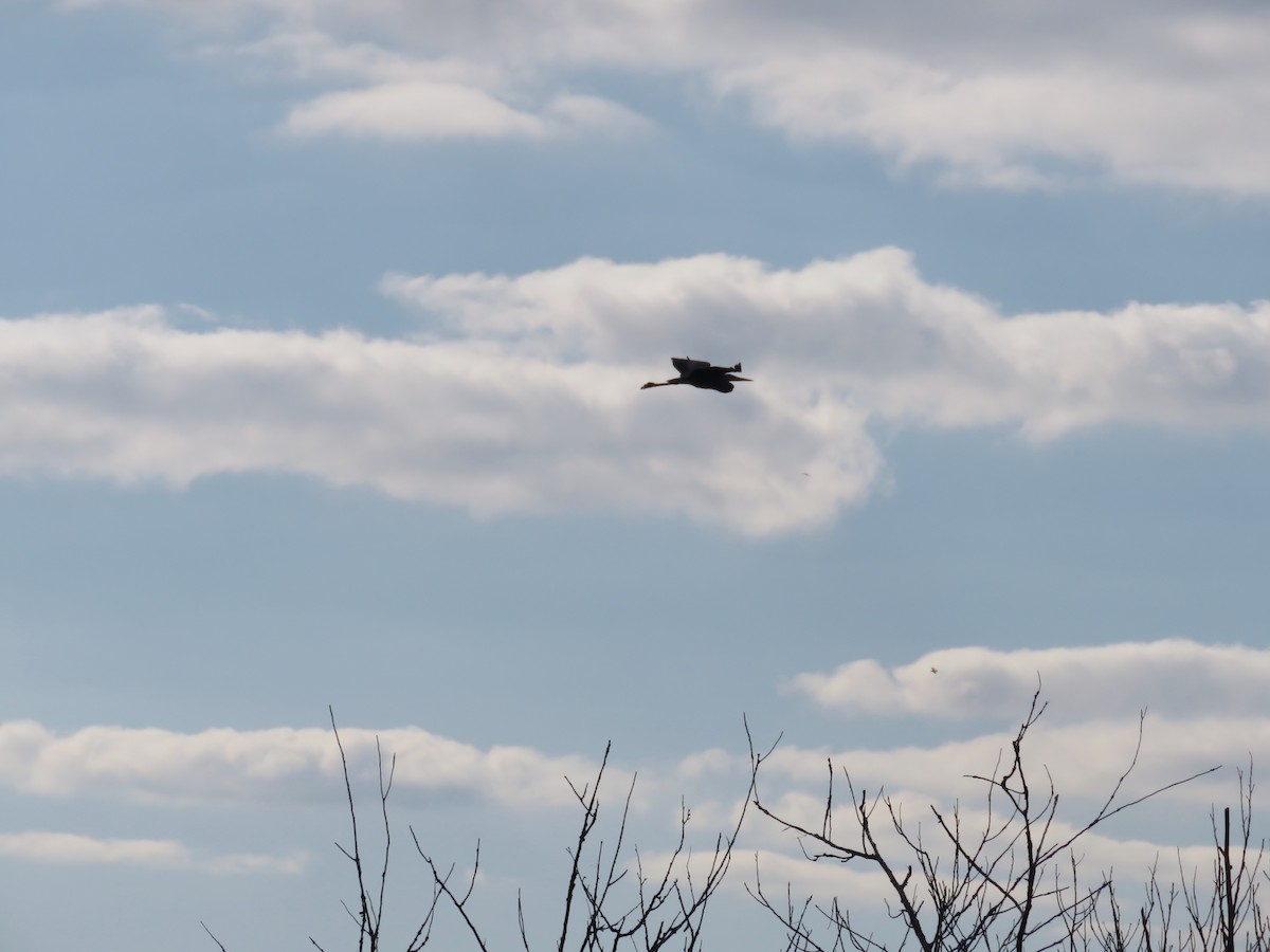 Garza Azulada - ML282543981