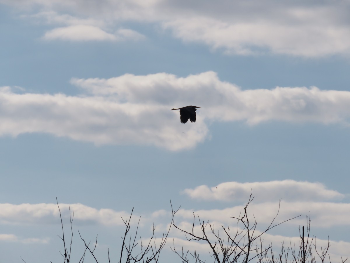 Garza Azulada - ML282544071