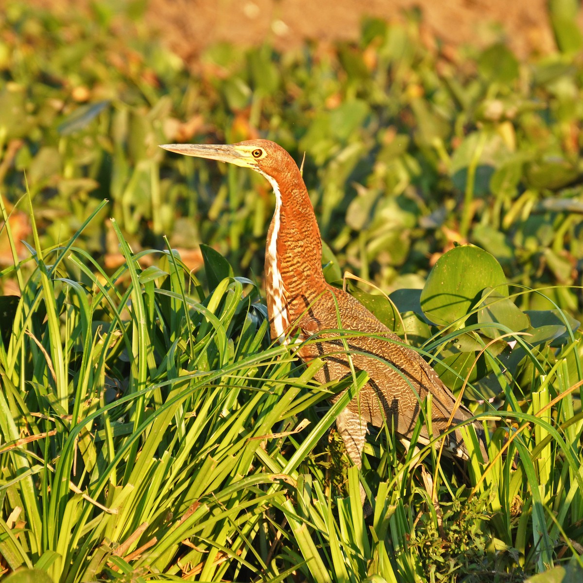 Rufescent Tiger-Heron - Sebastian Herzog