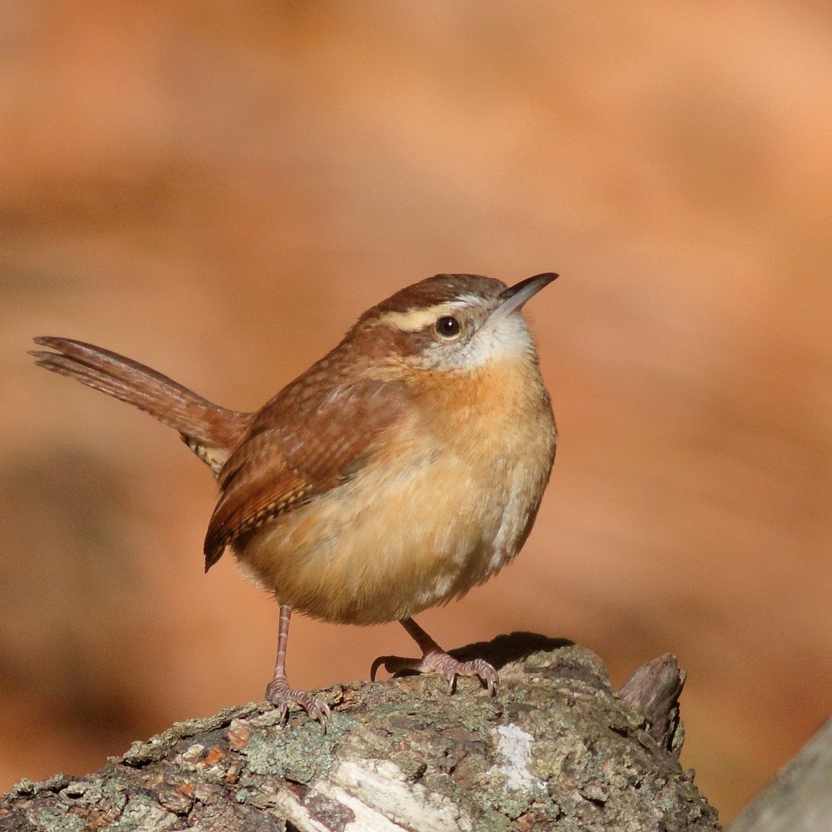 Carolina Wren - ML282546871