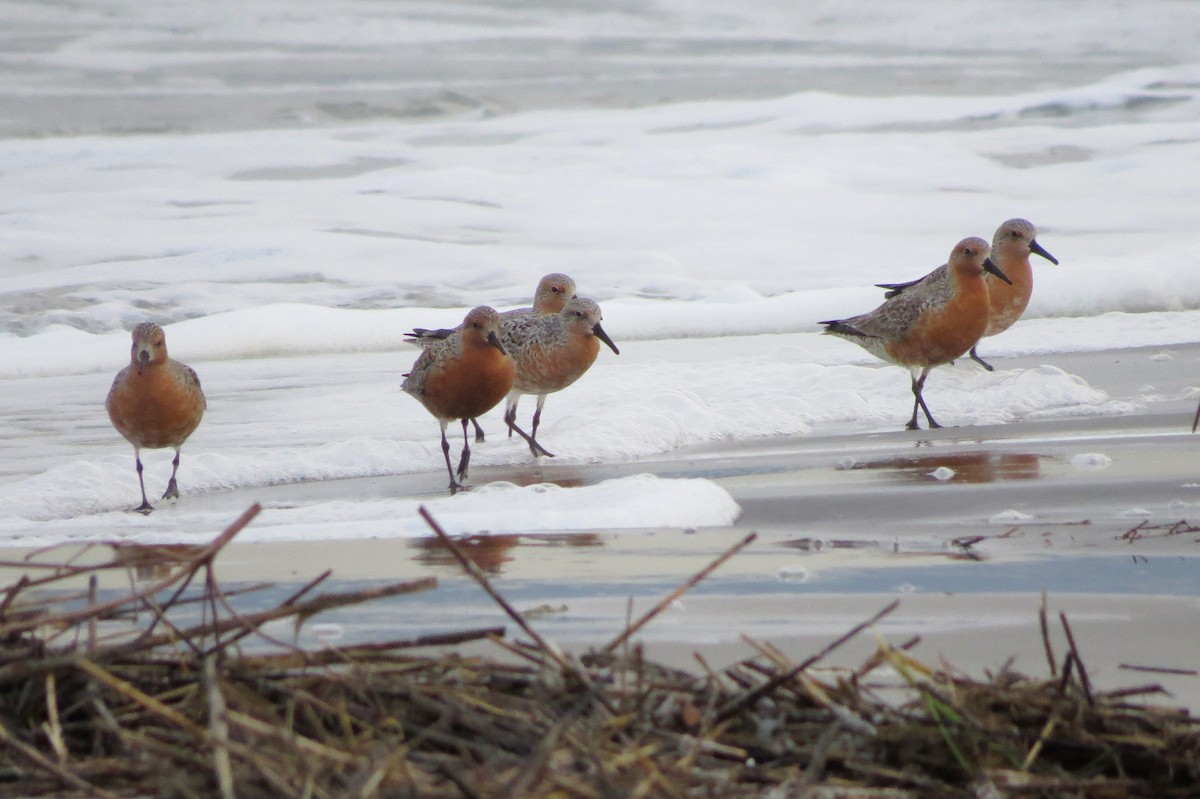 Red Knot - Tim Armstrong