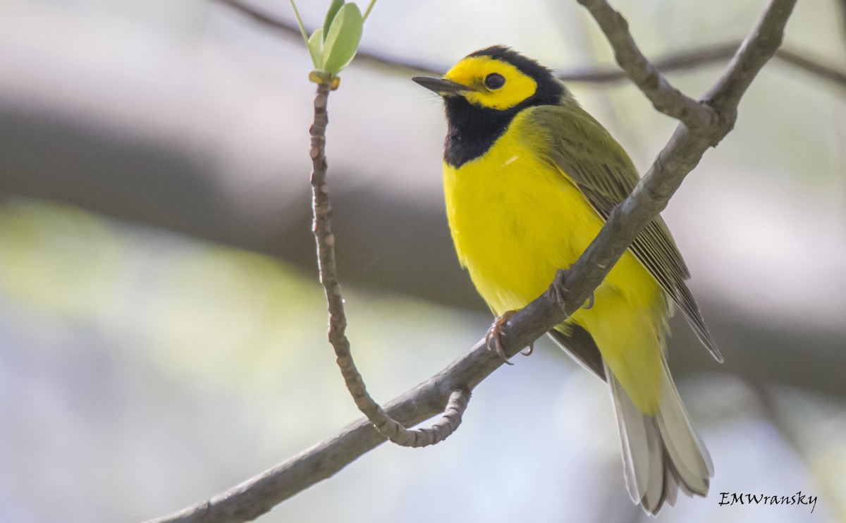 Hooded Warbler - ML28254811