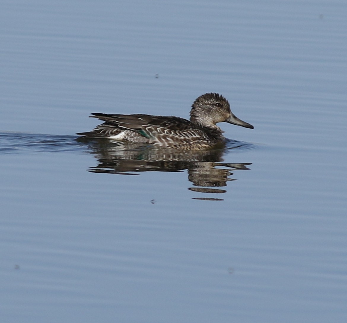 Green-winged Teal - ML282551051