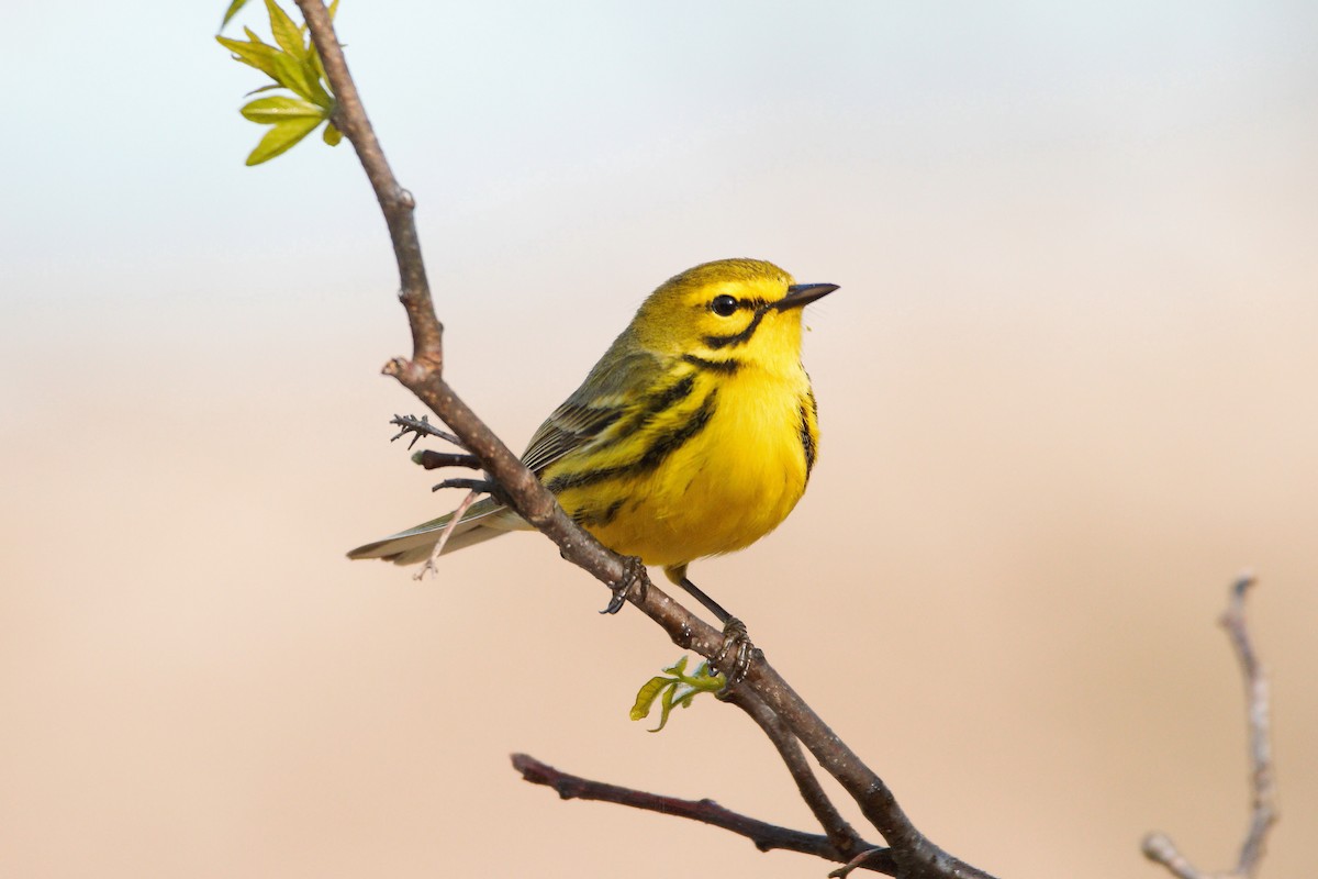 Prairie Warbler - Nathan DeBruine