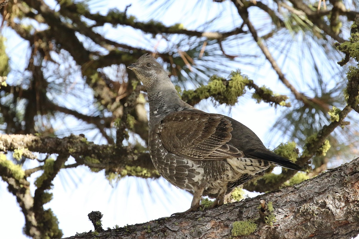 Dusky Grouse - ML282551441