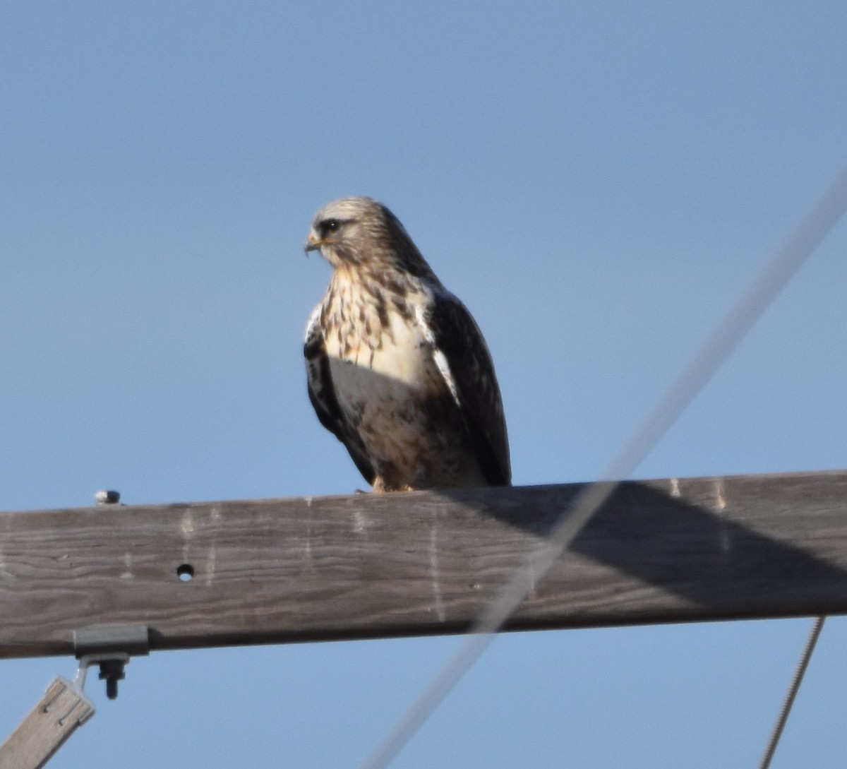 Rough-legged Hawk - ML282551711