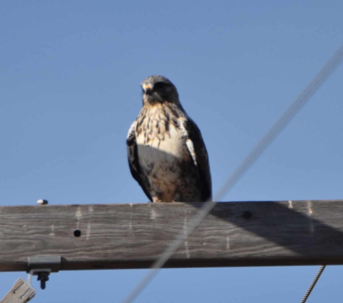 Rough-legged Hawk - ML282551721