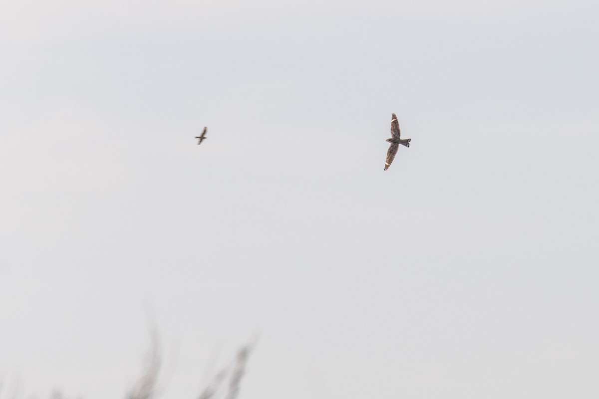 Lesser Nighthawk - ML282552091