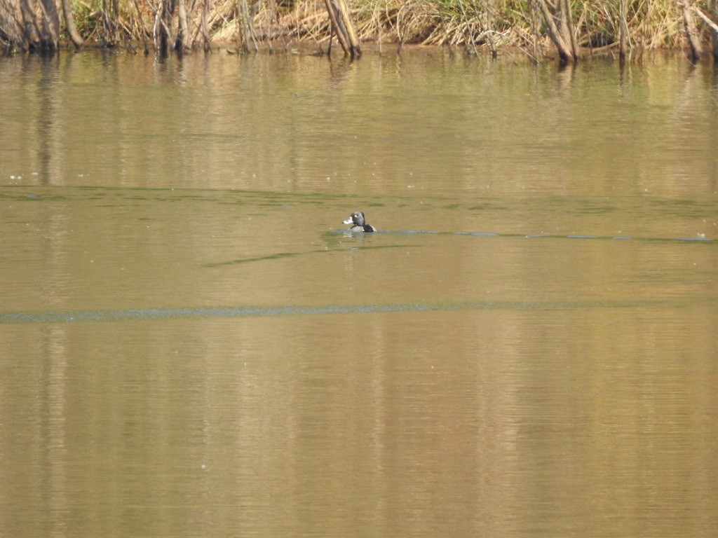 Ring-necked Duck - ML282553501