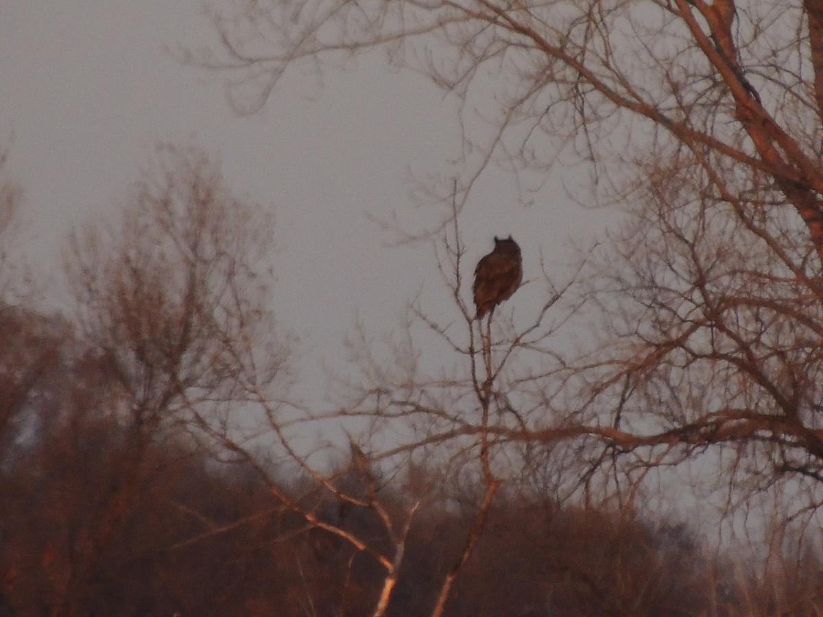 Great Horned Owl - Paul & Koni Fank