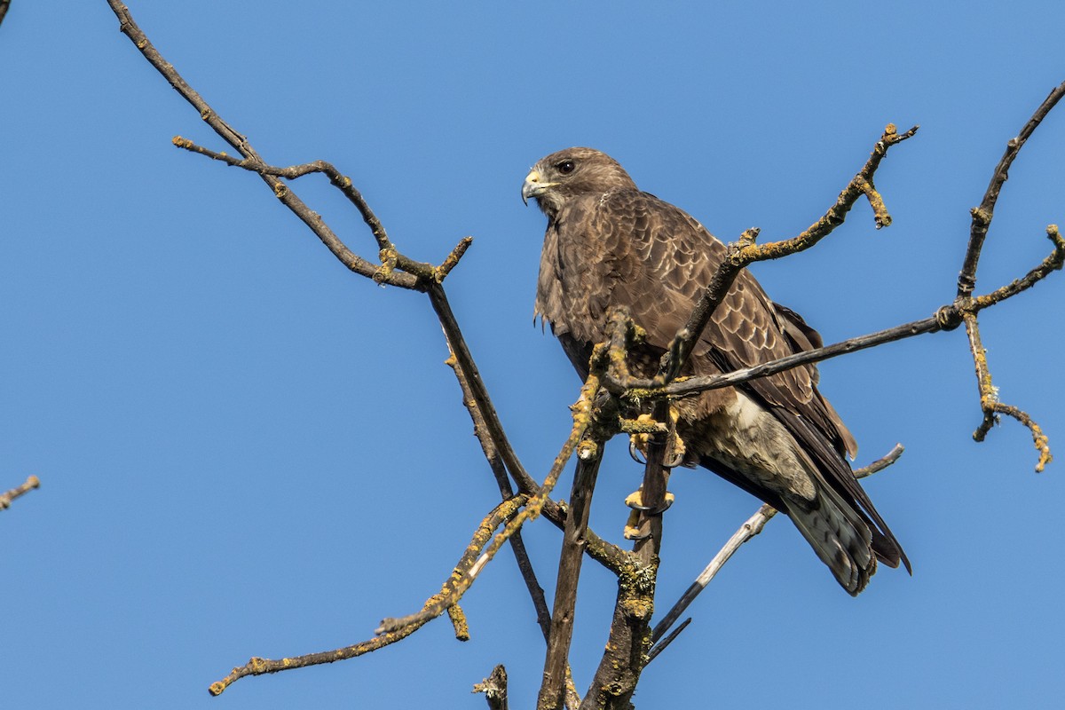 Swainson's Hawk - Tim Ludwick