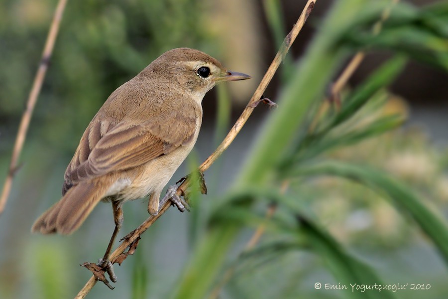Booted Warbler - ML282557091