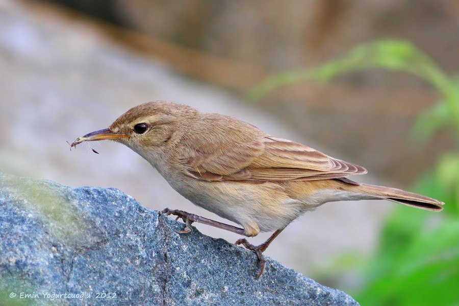 Booted Warbler - ML282558401