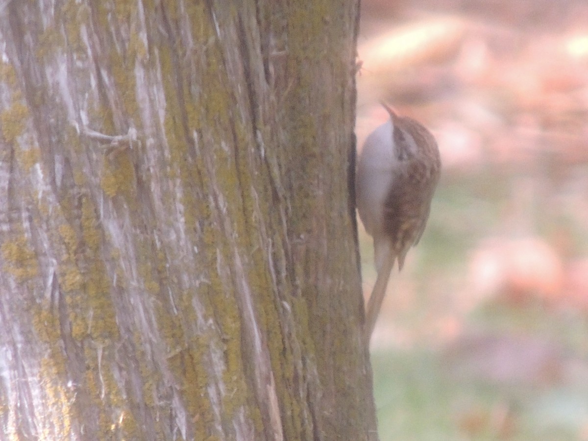 Brown Creeper - ML282559781