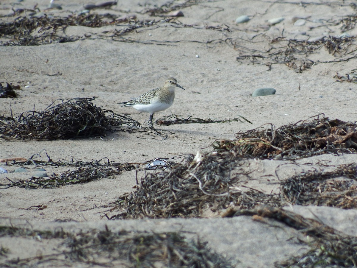 Baird's Sandpiper - ML282561461