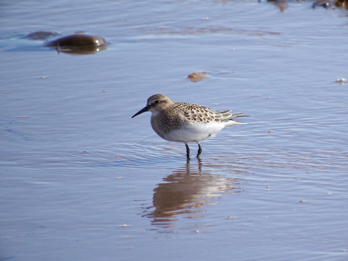 Bairdstrandläufer - ML282561741