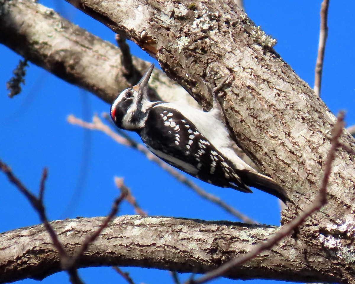 Hairy Woodpecker - ML282562401
