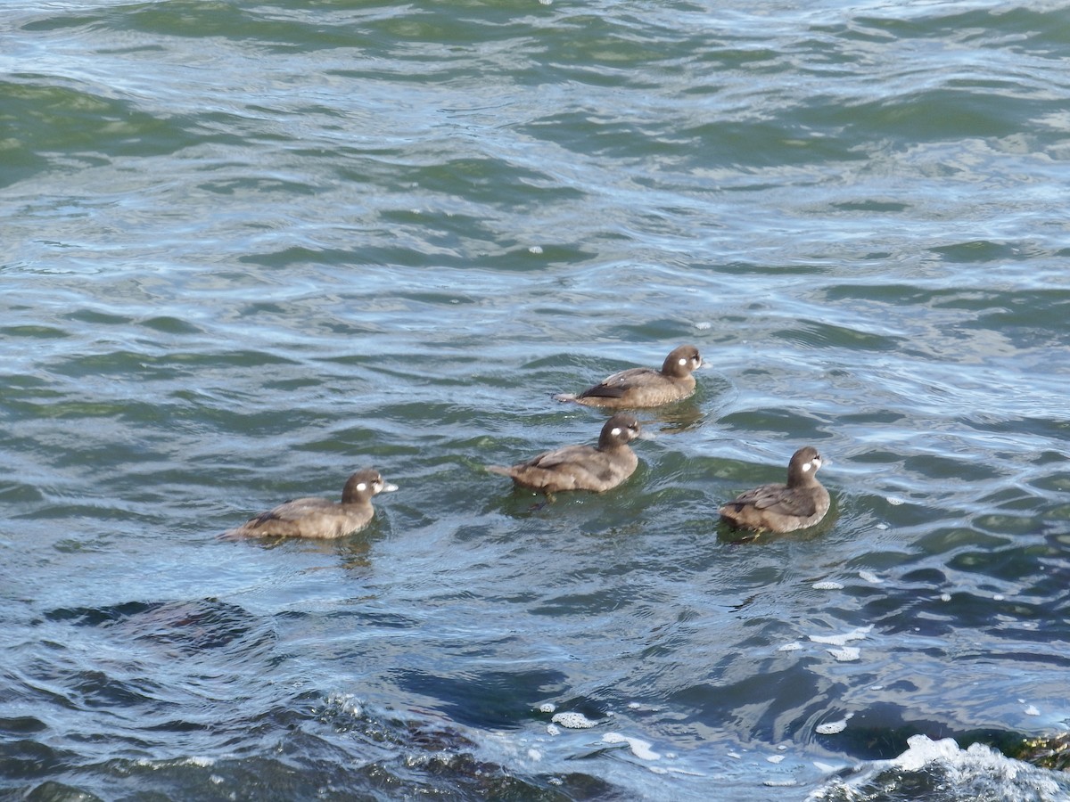 Harlequin Duck - ML282562891