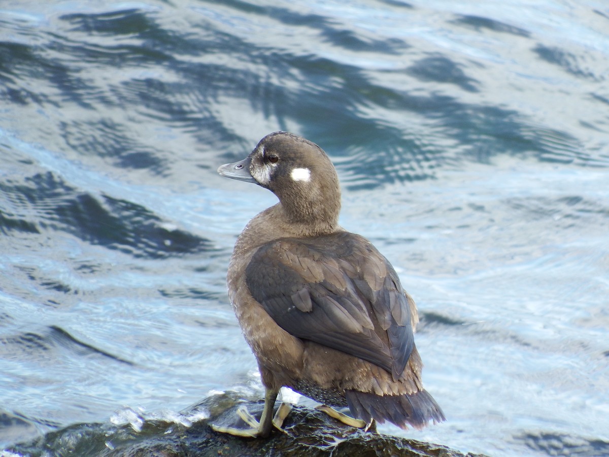 Pato Arlequín - ML282562971