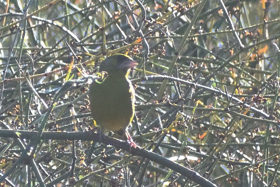 European Greenfinch - ML282563191