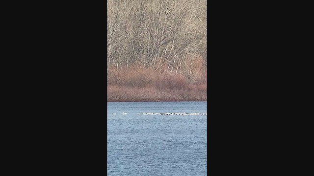 Snow Goose - ML282566621