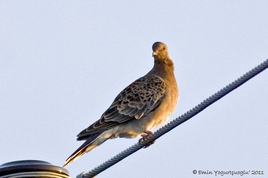 Oriental Turtle-Dove - Emin Yogurtcuoglu