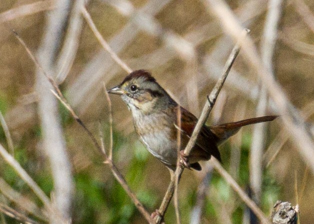 Swamp Sparrow - ML282567701