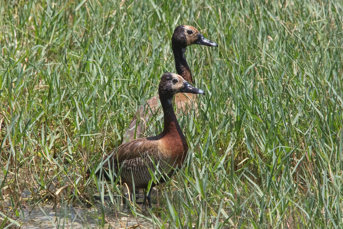 White-faced Whistling-Duck - Clinton S. Boyd