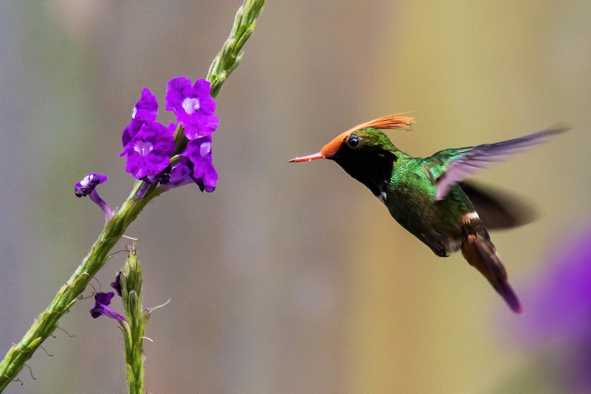 Rufous-crested Coquette - ML28256791