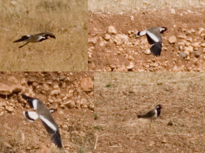 Red-wattled Lapwing - ML282568561