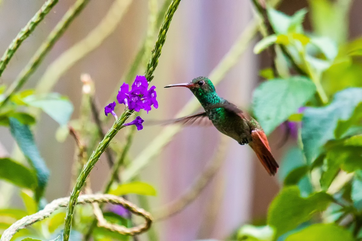 Rufous-tailed Hummingbird - ML28256881