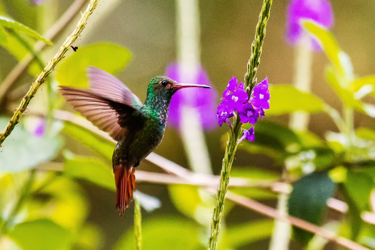 Rufous-tailed Hummingbird - ML28256891