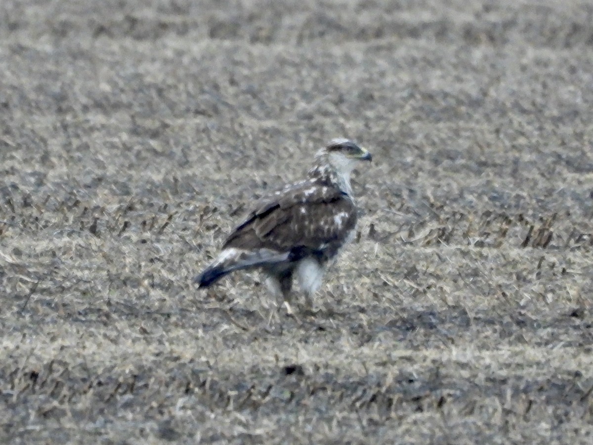 Ferruginous Hawk - ML282569221