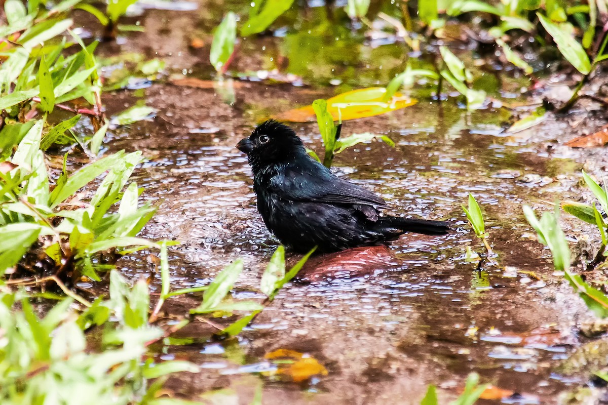Variable Seedeater - ML28257021