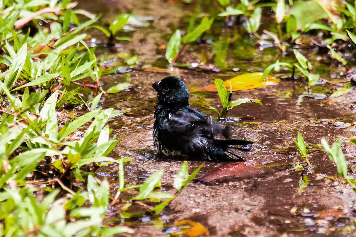 Variable Seedeater - ML28257051