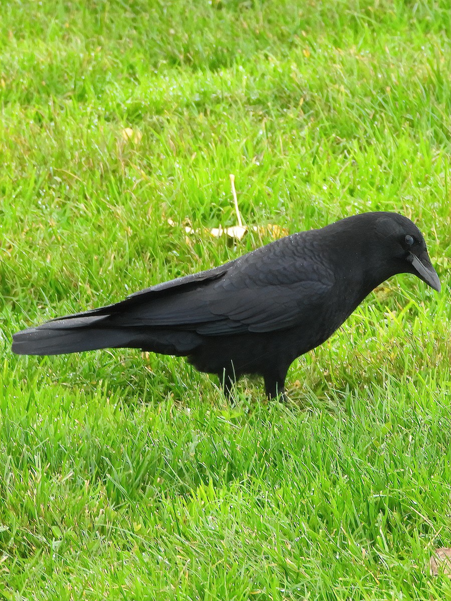 American Crow - ML282570511