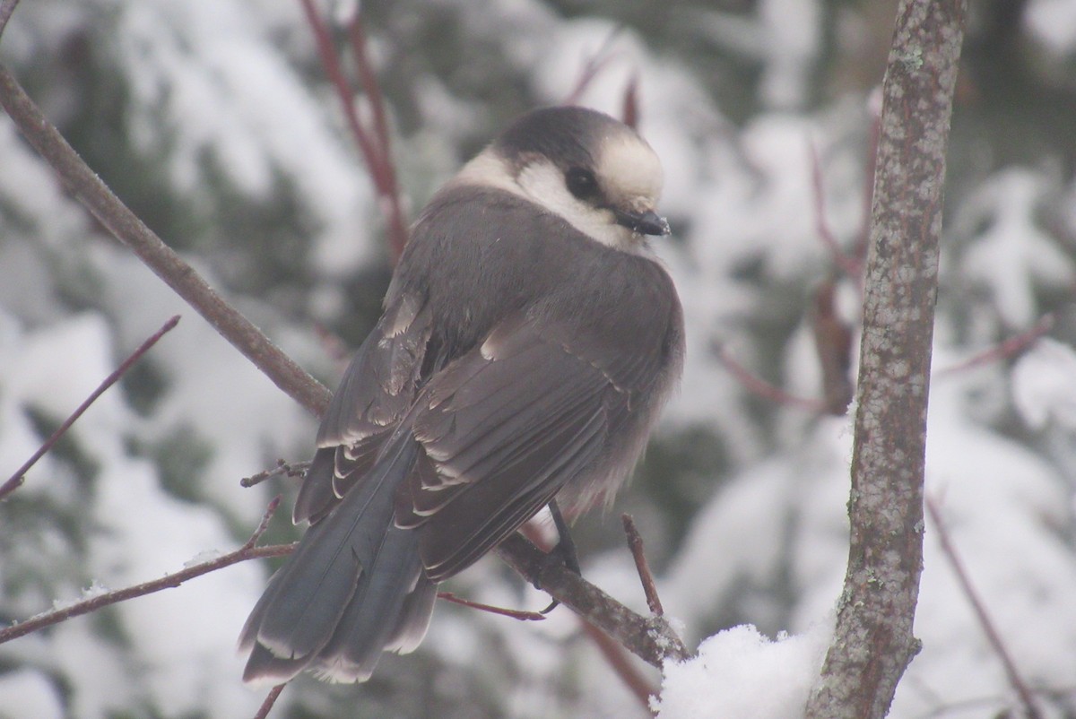 Canada Jay - ML282570931