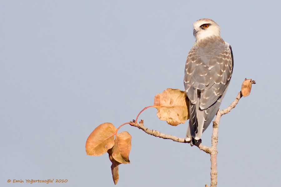 Black-winged Kite (Asian) - Emin Yogurtcuoglu I birddetective