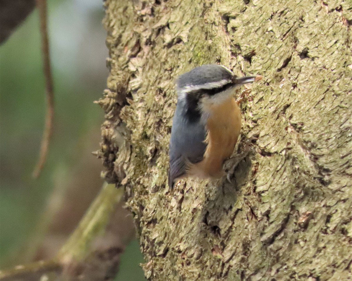 Red-breasted Nuthatch - ML282573251